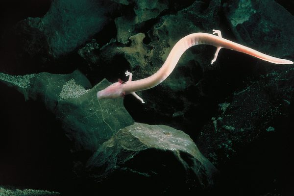 Postojna Cave and dragon’ salamander